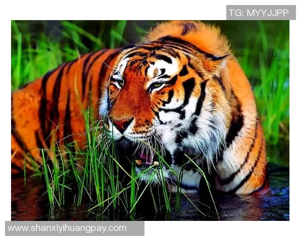 深圳与华南虎的传奇对决探索城市与自然的和谐共生之道